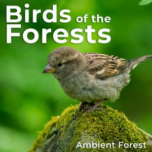 Birds of the Forests - Ambient Forest