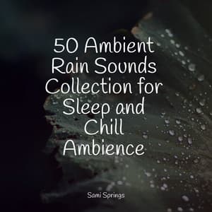 50 Ambient Rain Sounds Collection for Sleep and Chill Ambience - Sleep Meditation Dream Catcher