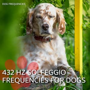 432 Hz Solfeggio Frequencies for Dogs - Dog Music