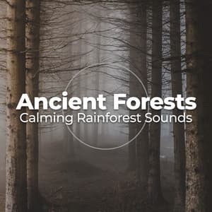 Ancient Forests - Calming Rainforest Sounds