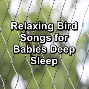Relaxing Bird Songs for Babies Deep Sleep - Nature Bird Sounds