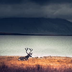 Buddhist Meditation Masterpieces - Spa Relaxation & Spa