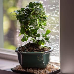 庭の雰囲気 - Easy Jazz Listening