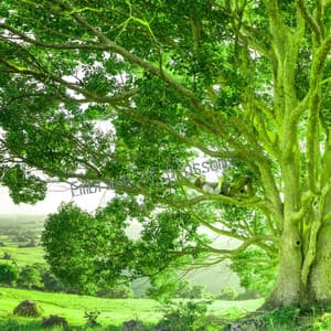 Embrace of Blossoms - Eon Wilder