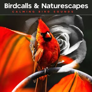 Birdcalls & Naturescapes - Calming Bird Sounds