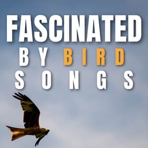Fascinated by Bird Songs - Bird Songs