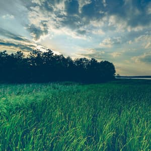 50 Healing Melodies for Meditation and Sleep - Yoga Rain