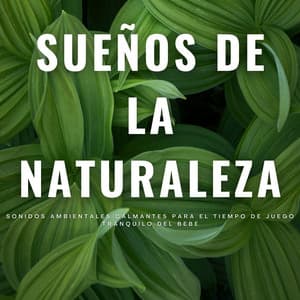 Sueños De La Naturaleza: Sonidos Ambientales Calmantes Para El Tiempo De Juego Tranquilo Del Bebé - Naturaleza épica