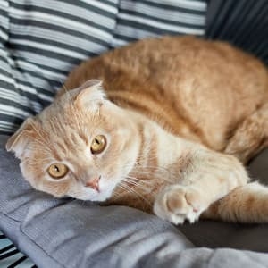 Cats' Twilight Jazz Lounge: Rhythms of Feline Serenity - Jazz Instrumental Cafe Music