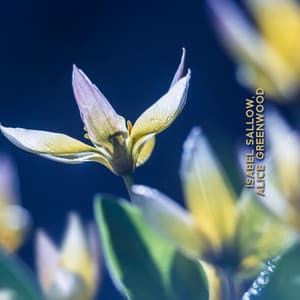 Celestial Flora - Isabel Sallow