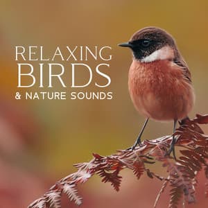 Relaxing Birds & Nature Sounds - Bird Sounds