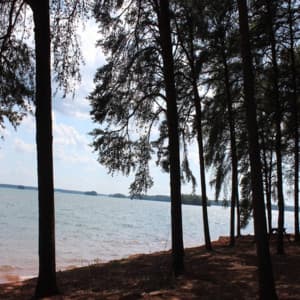 Beruhigende Hintergrundgeräusche - Natures Rest