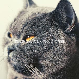 猫はあなたにとって大切な存在 - Cafe Jazz Coffee House
