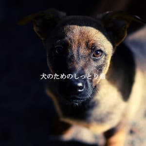 犬のためのしっとり曲 - Jazz Chillax