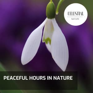 Peaceful Hours in Nature - Nature Radiance