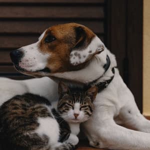 Pet Tunes: Peaceful Rest with Calm Lofi Sounds - Low fi Beats