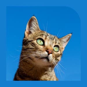 Cheerful Background for The Cutest Kitten - Cat Music Waves