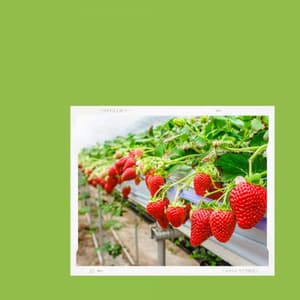 High Class Bgm for Mental Exercises - Cleaning Music Play List