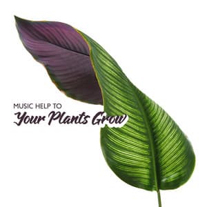 Music Help to Your Plants Grow: Deep Connecting with Nature - Healing Power Club