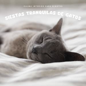 Siestas Tranquilas De Gatos: Calma Interior Para Bigotes - Algo de Música