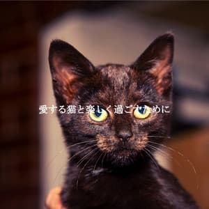 愛する猫と楽しく過ごすために - Relaxing Weekend Jazz