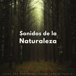 Sonidos De La Naturaleza: Juega Con Tus Perros En El Parque Fluvial - Sonidos de río