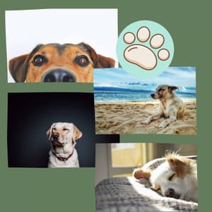 Opulent Smooth Jazz - Bgm for Sweet Pups - Songs for Dogs to Sleep To