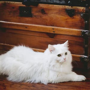 Syncopated Jazz Harmony: Harmonious Sounds for Cat Serenity - Harmony in Jazz