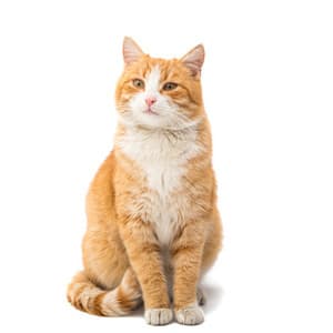 Cat Zen with Rainy Piano Keys - Piano Keys