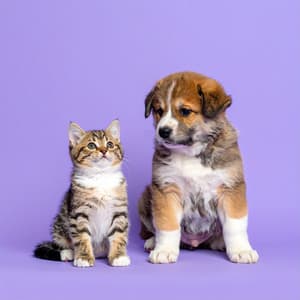 Música De Piano Para La Comodidad De Las Mascotas - Eloy Perez