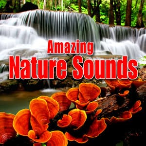 Amazing Nature Sounds - Best Nature Sounds