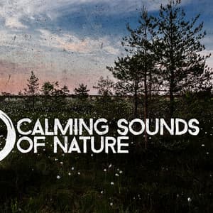 Calming Sounds of Nature - Rest & Relax Nature Sounds Artists
