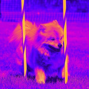 Background Music for Slowing Walking Doggo - Dog Music Hour