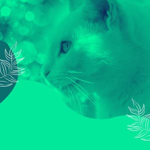 Dream-Like Music for Cool Kittens - Latin Music - Cat Relax