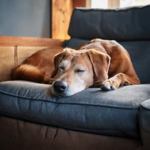 Patas Relajadas: Música Hip Hop Para Mascotas Relajadas - Almuerzo en calma