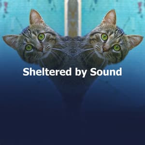 Sheltered by Sound - Relaxing Music for Dogs