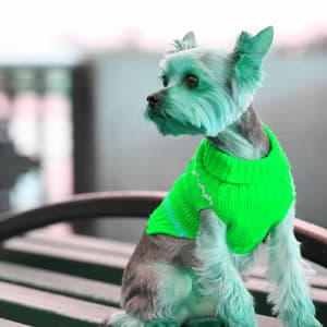 Soulful Ambiance for Calm Doggo - Relaxing Music for Dogs