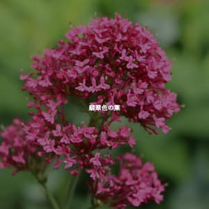 翡翠色の葉 - Cafe Smooth Jazz Radio