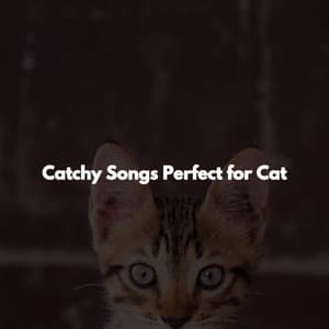 Catchy Songs Perfect for Cat - Calm Work Music