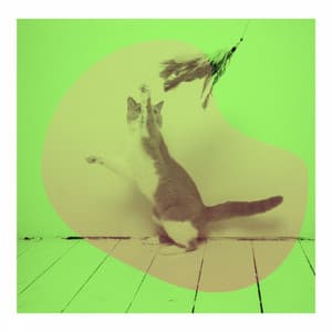 Cute Kittens - Calming Cat Music