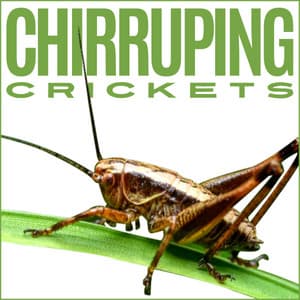 Chirruping Crickets - Nature Soundscapes