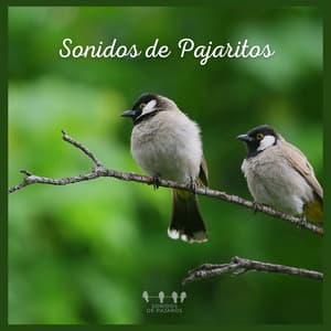 Sonidos de Pajaritos - Sonidos De Pajaros