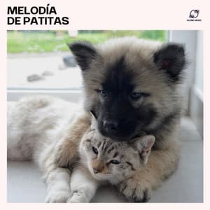 Melodía de Patitas - Cachorros Bebes Orchestra