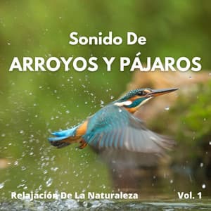 Relajación De La Naturaleza: Sonido De Arroyo De Montaña Y Pájaros Río Vol. 1 - Rios y corrientes
