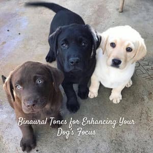 Binaural Tones for Enhancing Your Dog's Focus - Binaural Lazers
