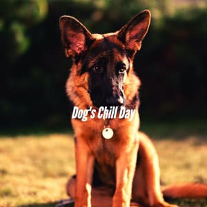 Dog's Chill Day - Relaxing Dog Music Radio