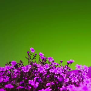 Echoes of Manageable Work - Lo-fi Pop Sounds