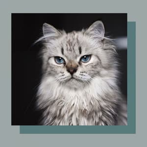 Music for Sitting Back Cats - Cat Music Therapy