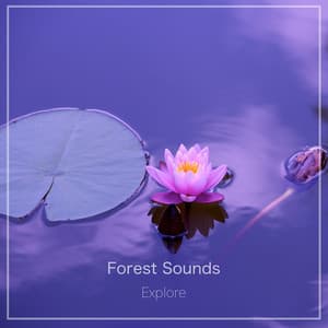 Explore - Forest Sounds