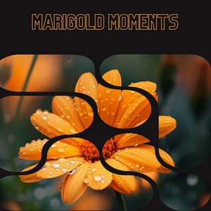 Marigold Moments - Floral Health - HerBaLance